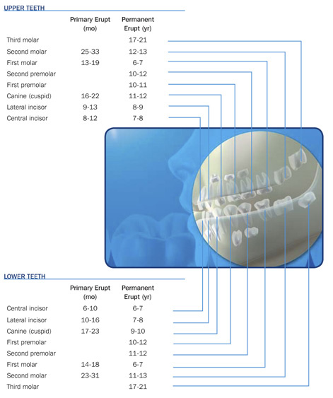 age of tooth eruption in children